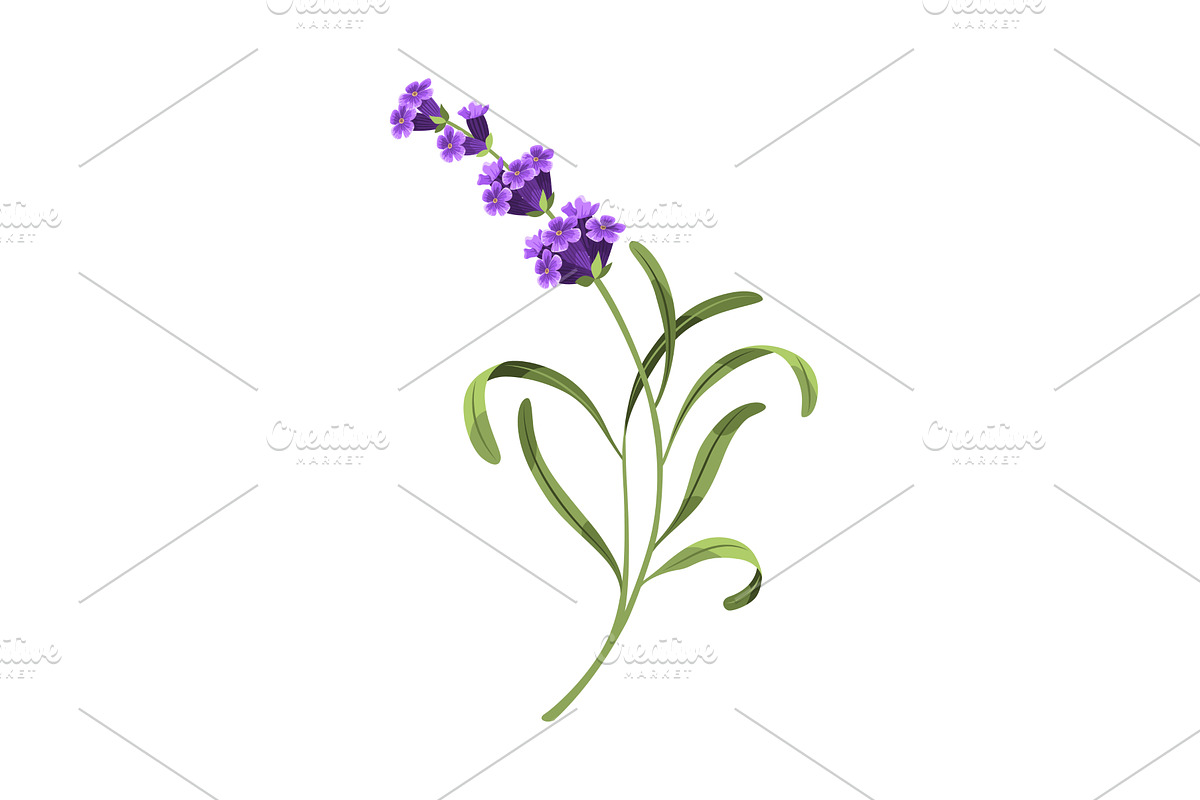 Lavender. Vector illustration of, an Object Illustration by the8monkey