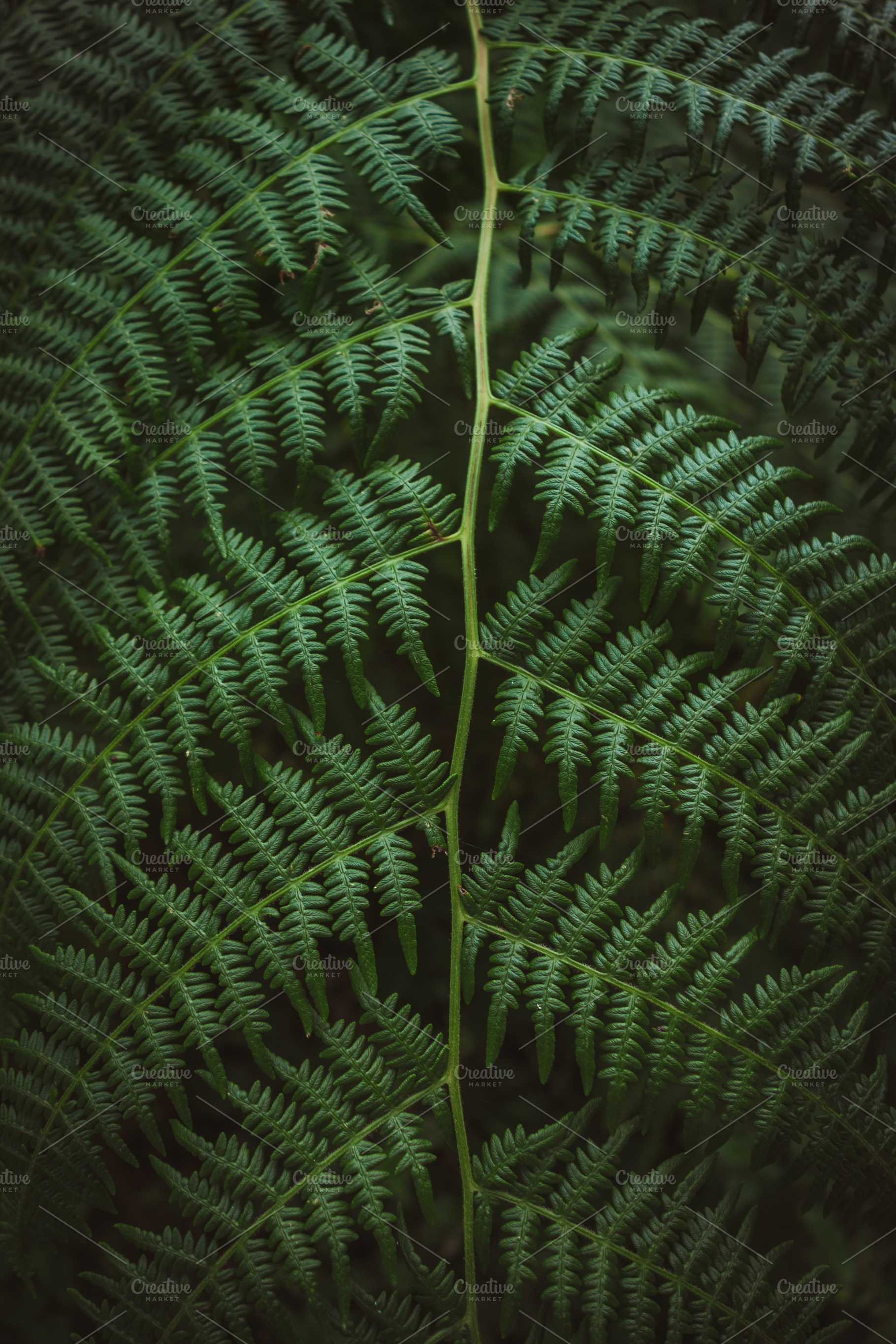 Green complex leaf of fern, a Nature Photo by Visual Motiv