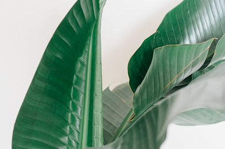 Leaves featuring nature, plant, and green preview 6