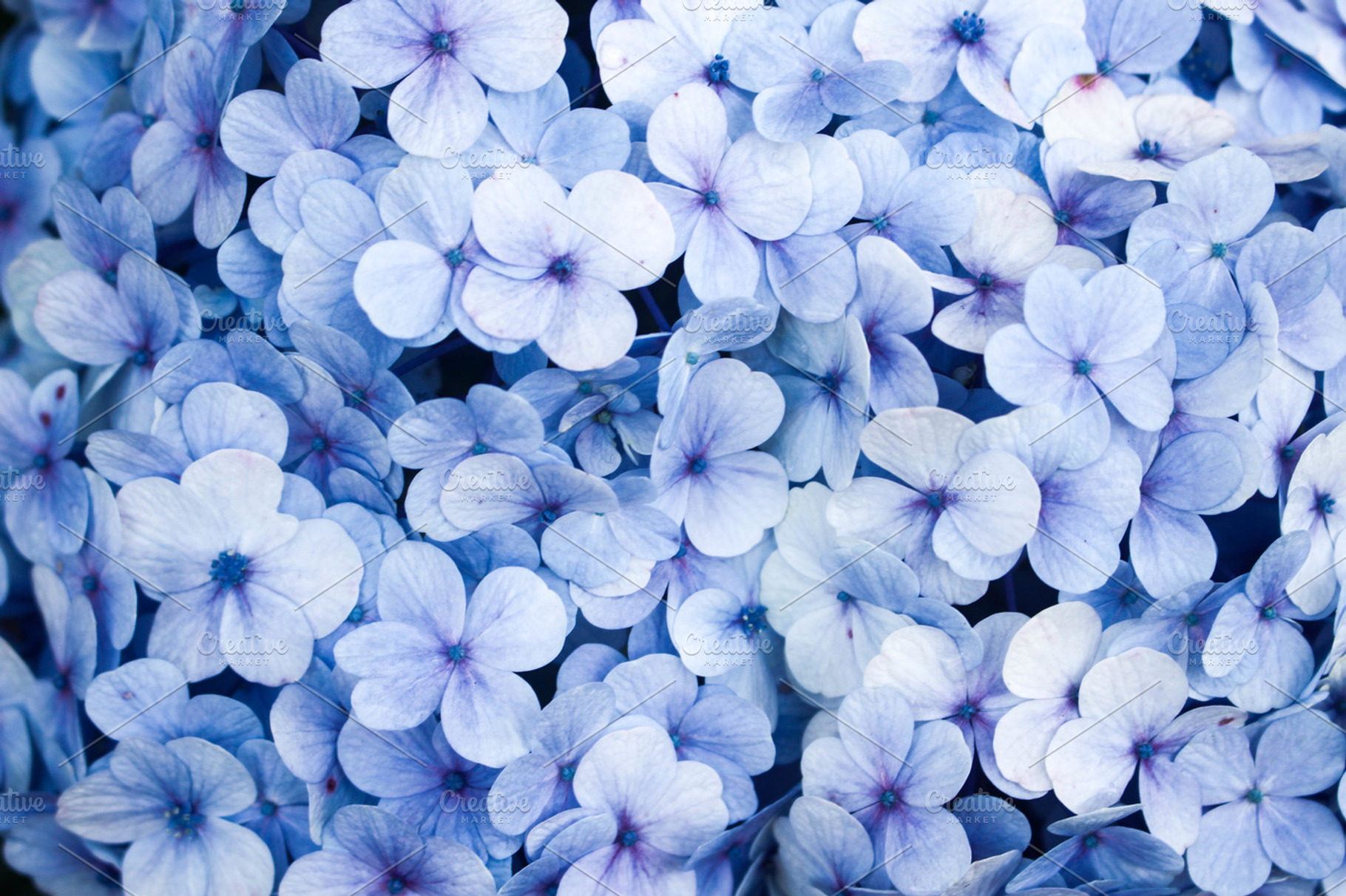 Beautiful Blooming Flowers, a Nature Photo by Nate Studios