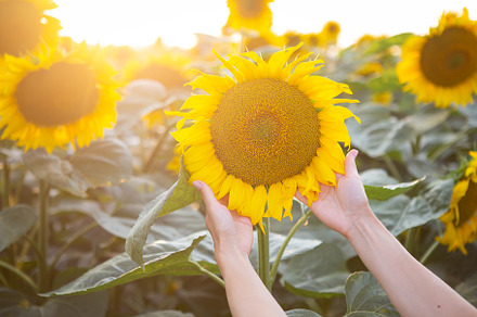 Female hand in a large field of sunflowers holding one large flower in the fiel, a Nature Photo by Artsaba Family