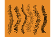 Realistic Fur Brushes, a Brush Add-On by Velo Graphic Studio (Thumbnail 6 of 9)