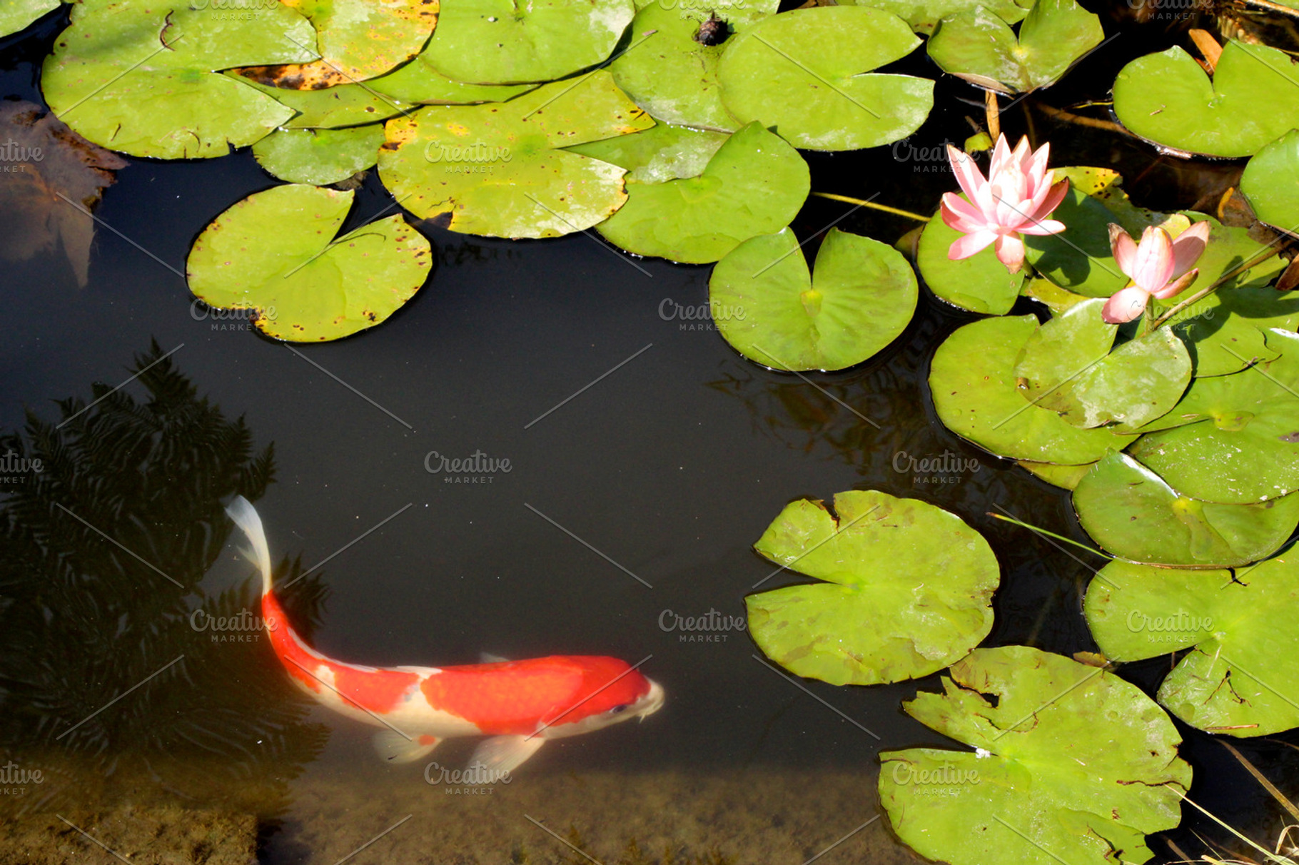 Swimming In The Lily Pond