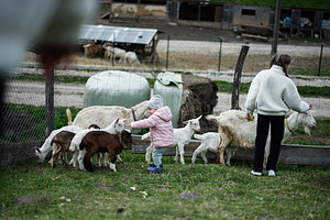 Two children feeding and petting goats at a rural farm fence on a cloudy day, a Person Photo by AS photostudio