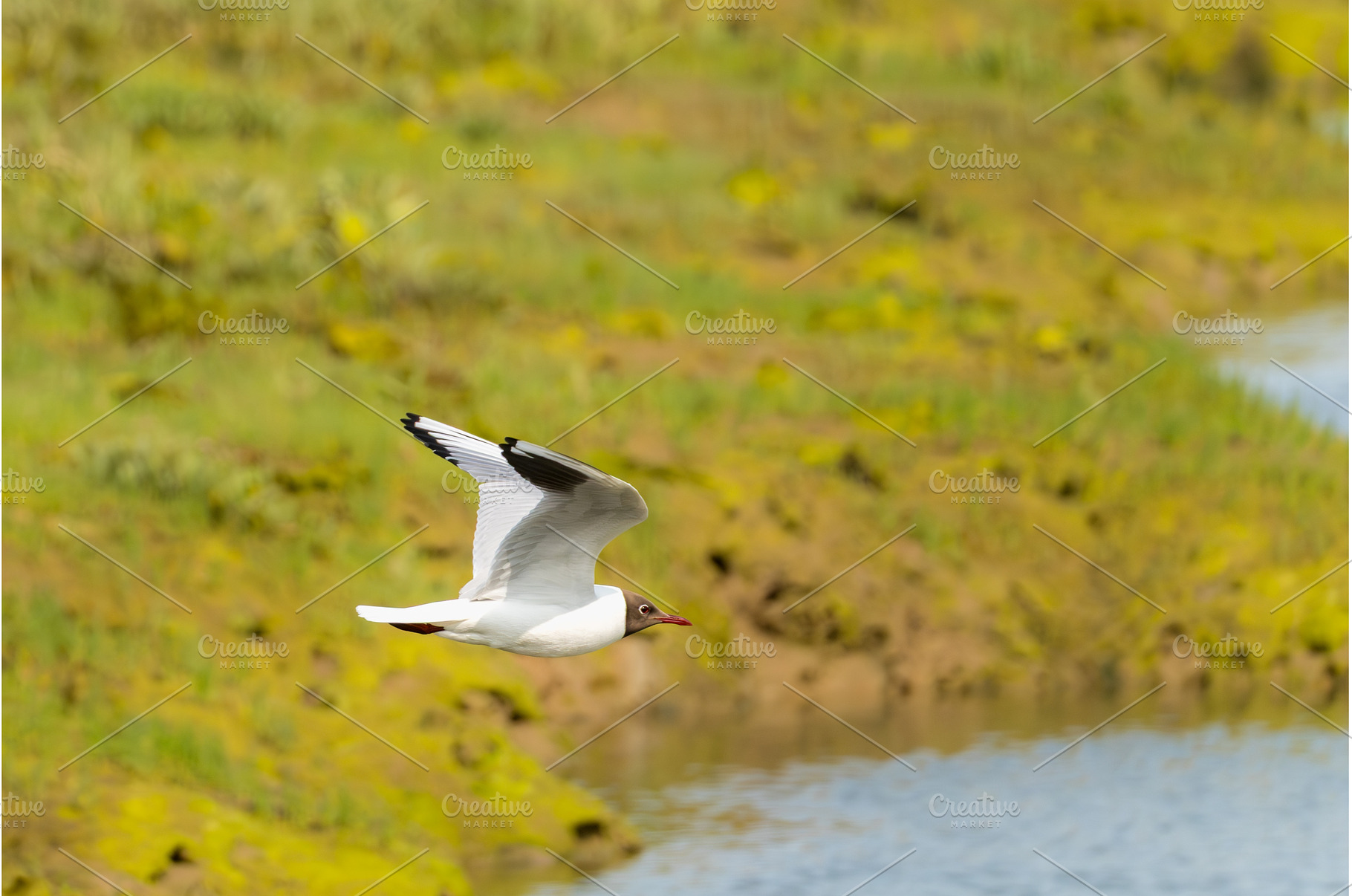 Black-headed gull in flight in the, an Animal Photo by Backyard Stock
