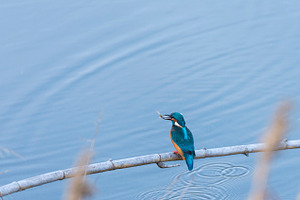 Nik6191 containing alcedo atthis, kingfisher, and bird