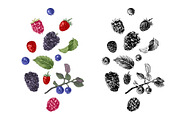 Fresh berries, a Food Illustration by handsketched (Thumbnail 6 of 21)
