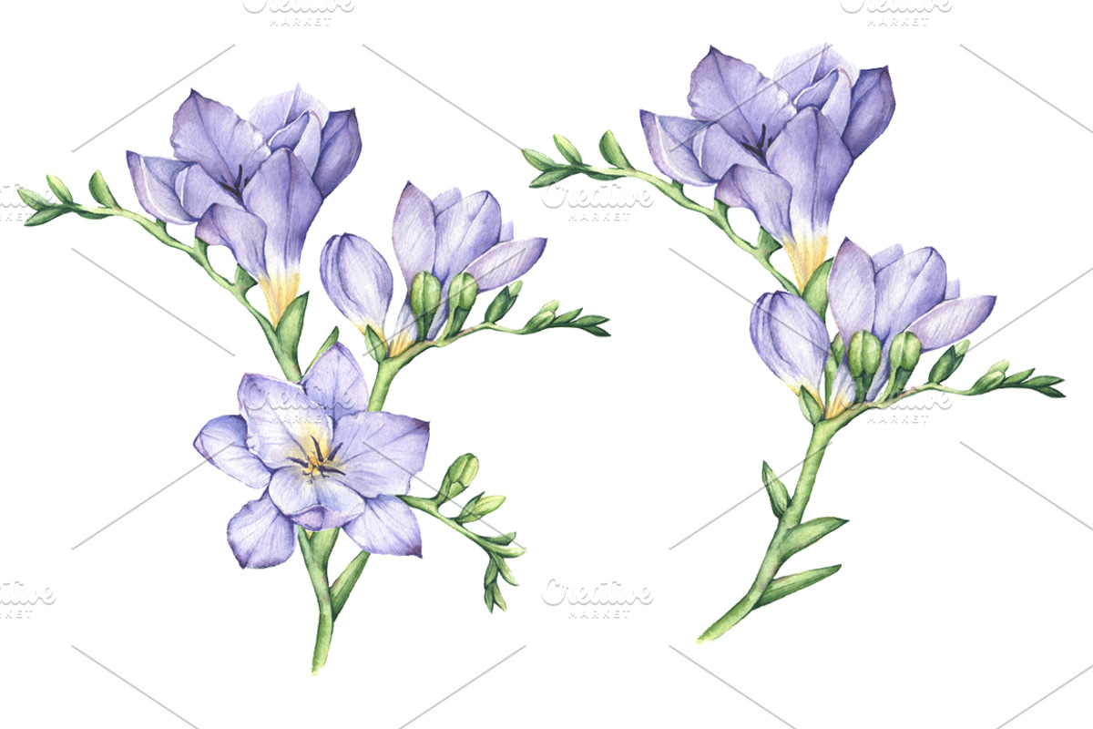 Set of Watercolor Freesia Flowers, an Illustration by Imaginasty (Photo 2 of 5)
