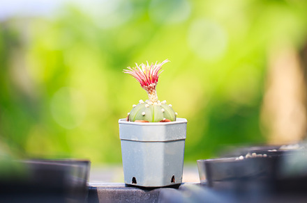vibrant cactus in small pot, showcasing its colorful flowers, a Nature Photo by a454