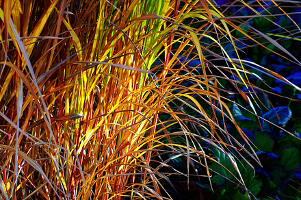 This autumn color of grass