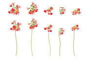 Vector object brushes. Primula., a Brush Add-On by Peolla (Thumbnail 9 of 17)