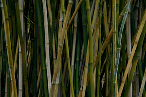 Bamboo background featuring bamboo, tree, and tropical