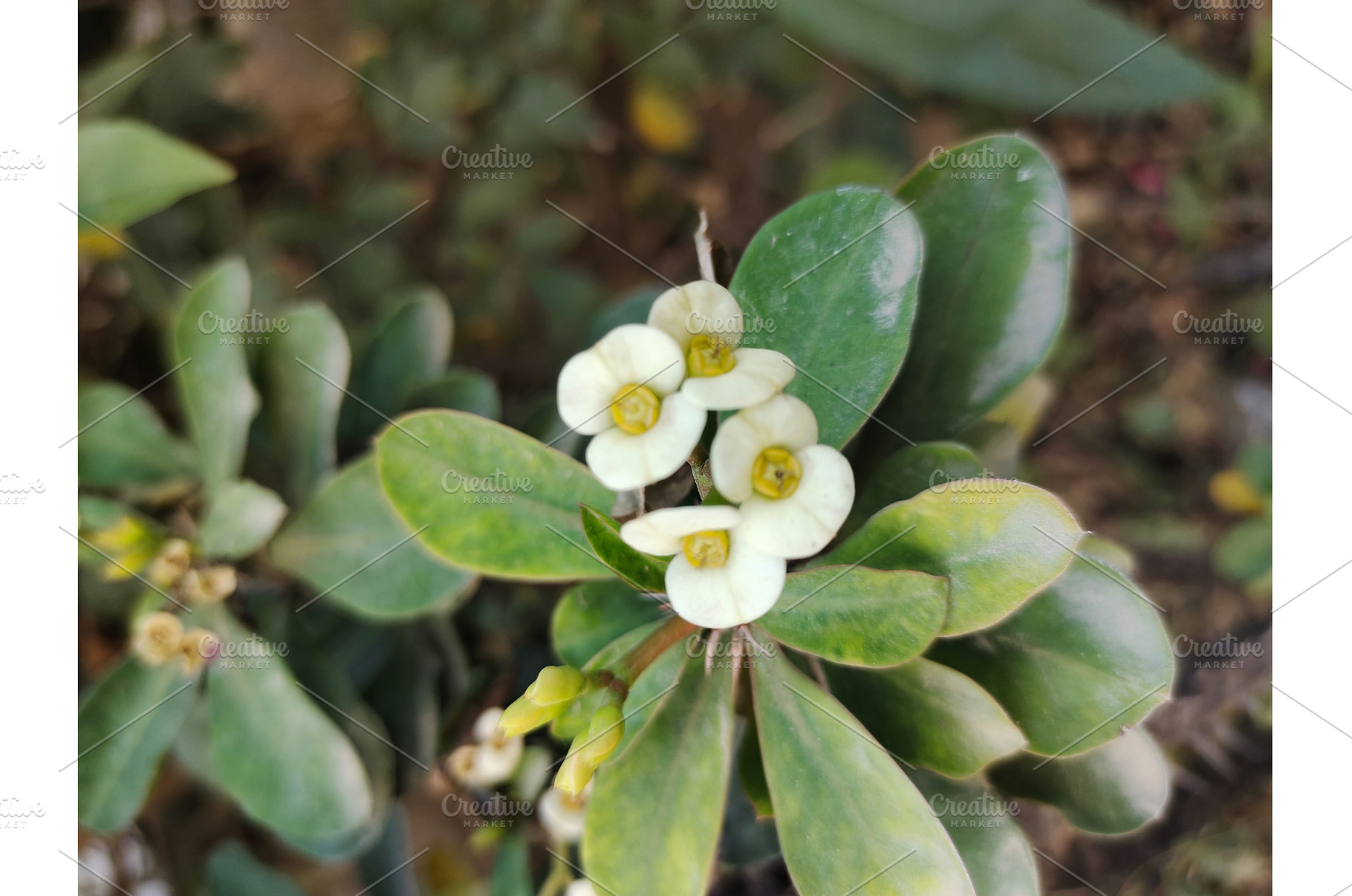 Crown of Thorns white flowers, an Animal Photo by LogosDen