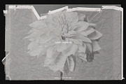 Vintage Scan Borders And Textures⸻3, a Texture Graphic by Studio Viita (Thumbnail 9 of 11)