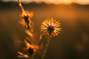 Close-up of a dried wildflower glowi, a Nature Photo by professorinc