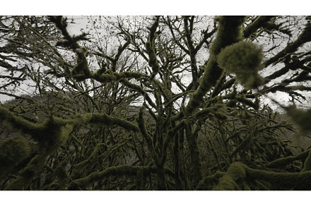 Big long branches. Action. A green, a Nature Photo by Media Whale Stock