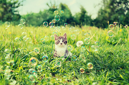 Kitten among soap bubbles