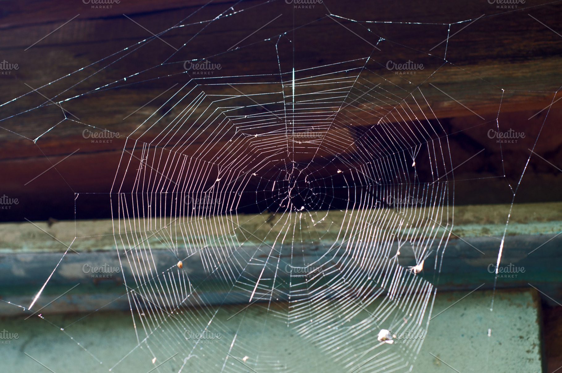 The Spider Web