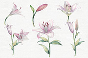 Lilies Watercolor Flower Clip Art, a Decorative Illustration by Colibri Watercolor (Thumbnail 3 of 4)