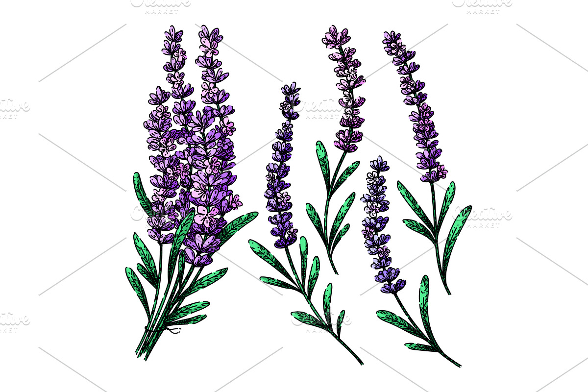 lavender set sketch hand drawn, an Illustration by pikepicture