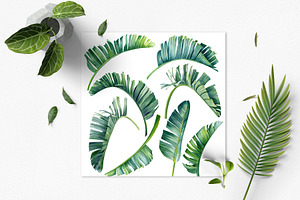 Watercolor Bundle Tropical Leaves