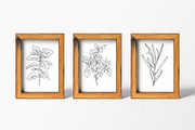 Vector Culinary Herbs & Spices, an Illustration by OM Creativ (Thumbnail 4 of 6)