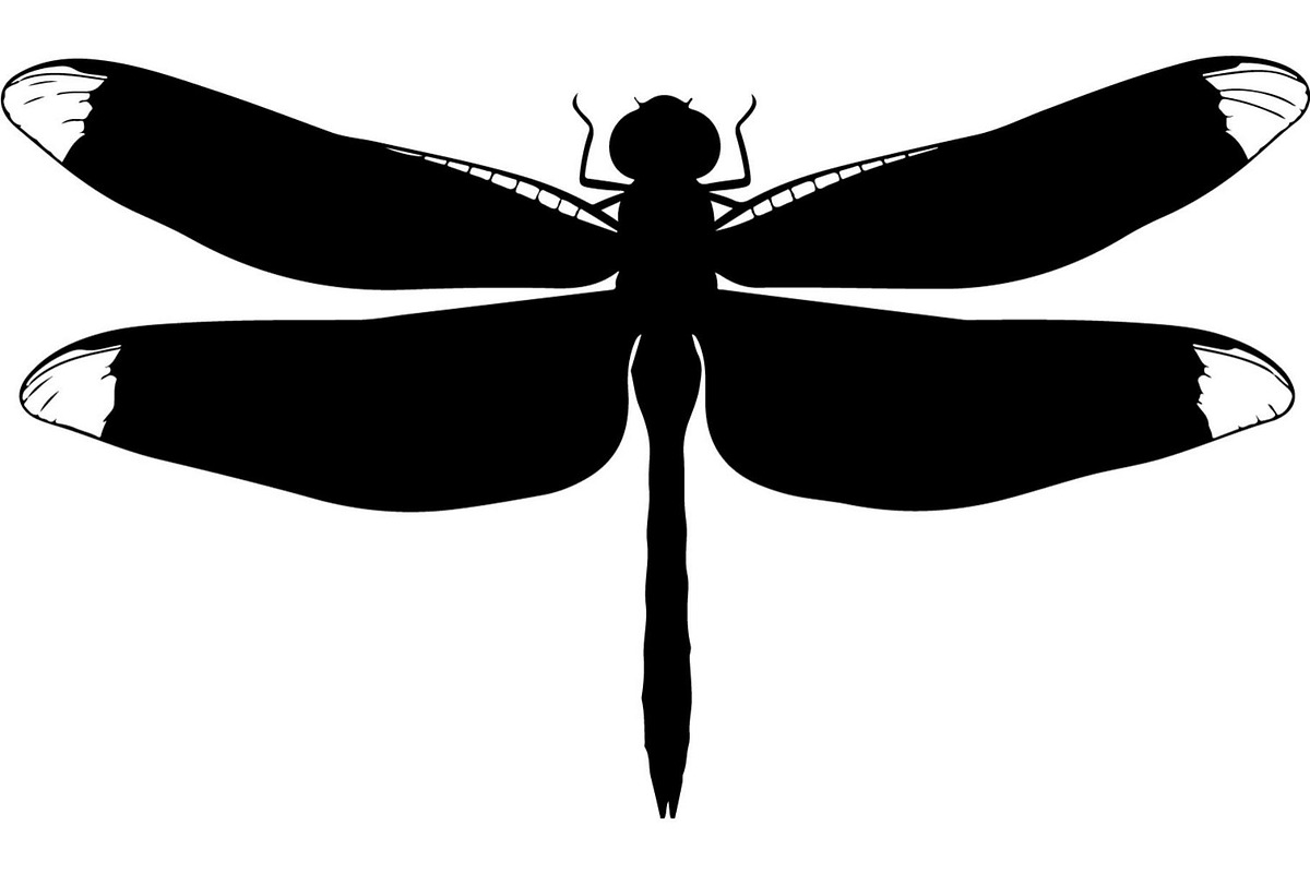 Dragonfly Silhouette, an Object Graphic by Designer_Momina (Photo 9 of 20)