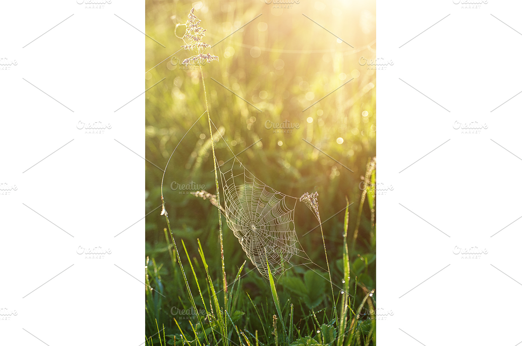 Plants with web, a Nature Photo by Nature and travel