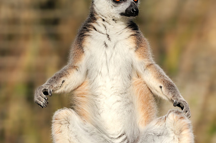 Lemur containing lemur, photography, and nobody, an Animal Photo by Byrdyak