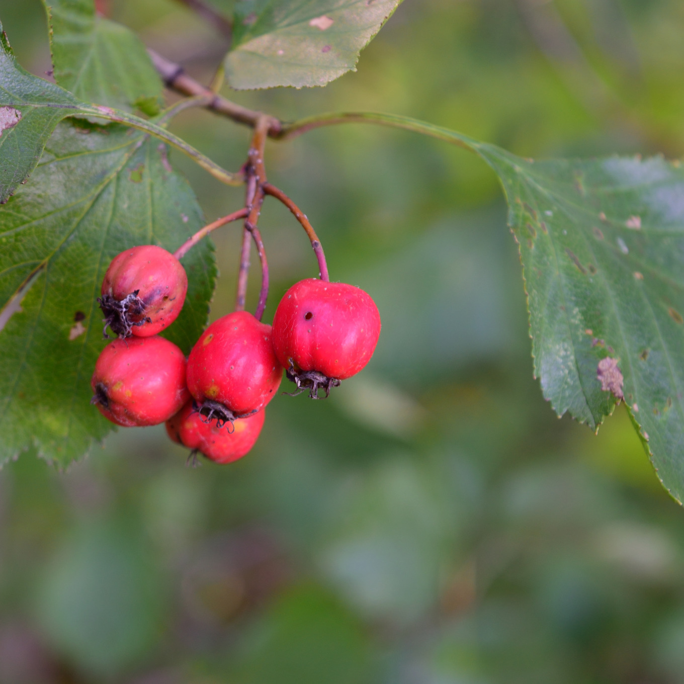Hawthorn Fruit Detail, a Nature Photo by ClubhouseArts