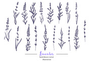 Lavender in Provence, an Illustration by TashaDraw (Thumbnail 2 of 8)