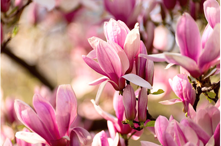 Magnolia Flowers Wallpaper, a Nature Photo by JeanBet