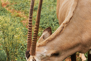 African Oryx Grazing in a Natural Gr, an Animal Photo by Perpis