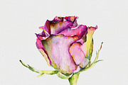 Bundle offer of watercolors, an Animal Illustration by Watercolor_Vector Graphic (Thumbnail 3 of 27)