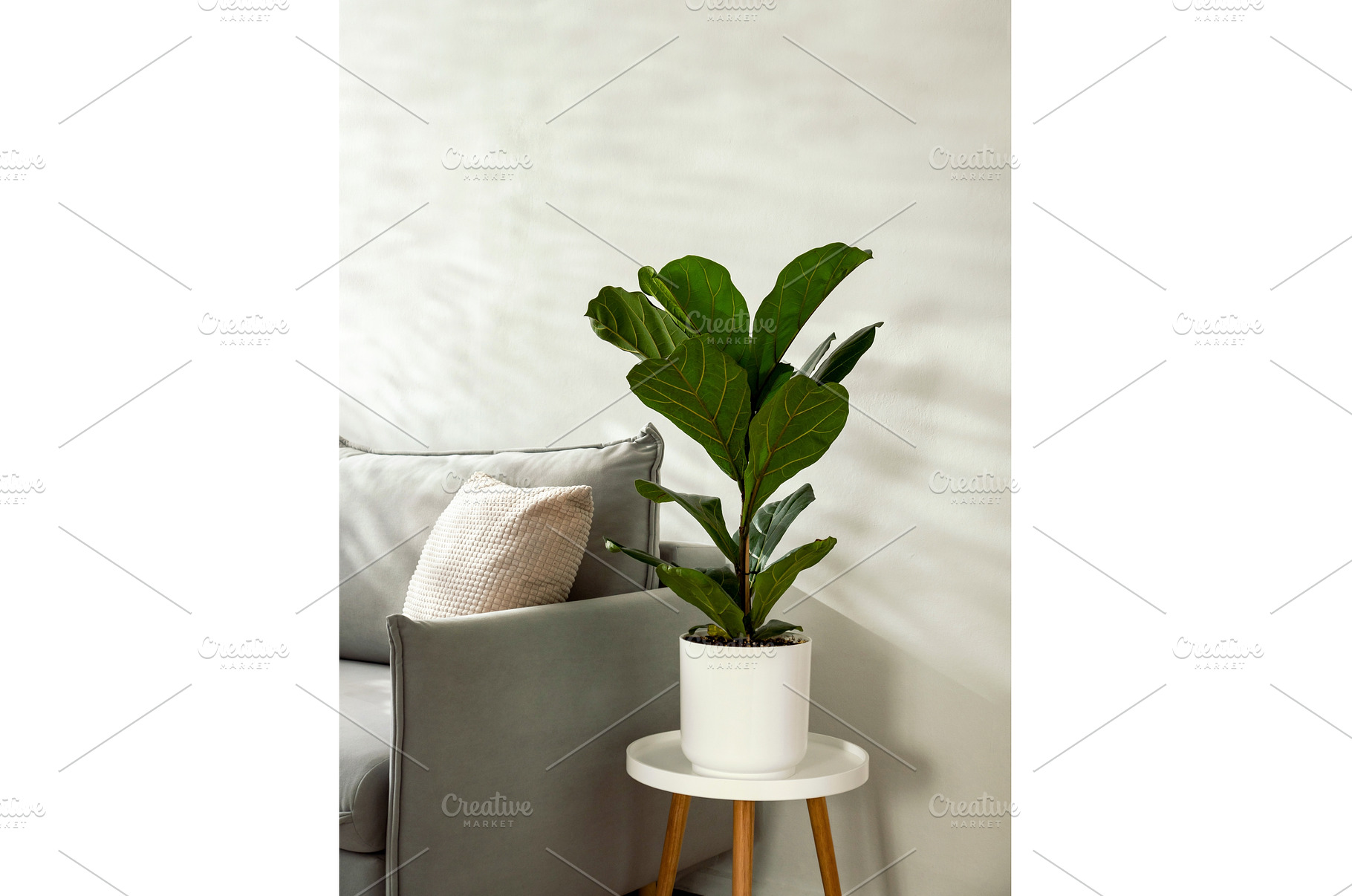 Ficus lyrata or fiddle leaf fig tree, an Architecture Photo by Fascinadora