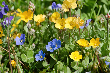 Field with different spring flowers and sunlights, a Nature Photo by AlyaAnd