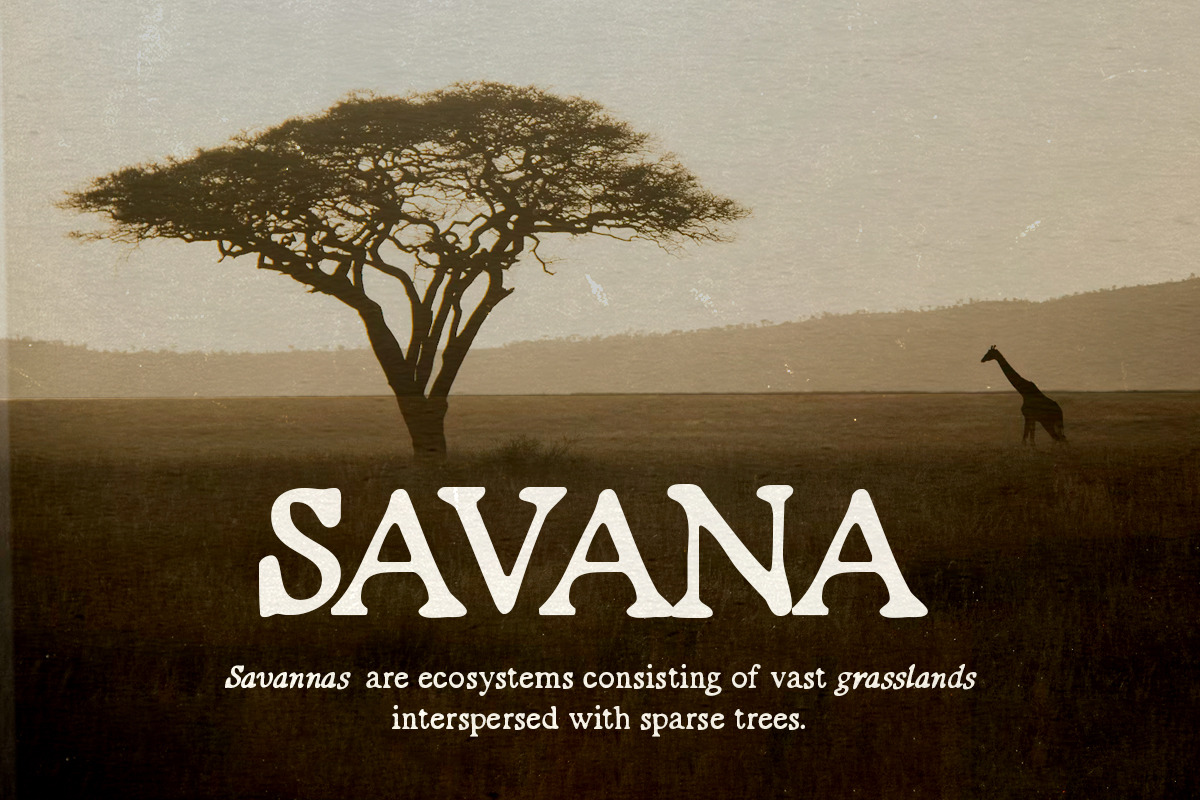Organic Grain - Handwritten Serif, a Serif Font by Bale Type (Photo 3 of 9)
