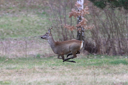 roebuck