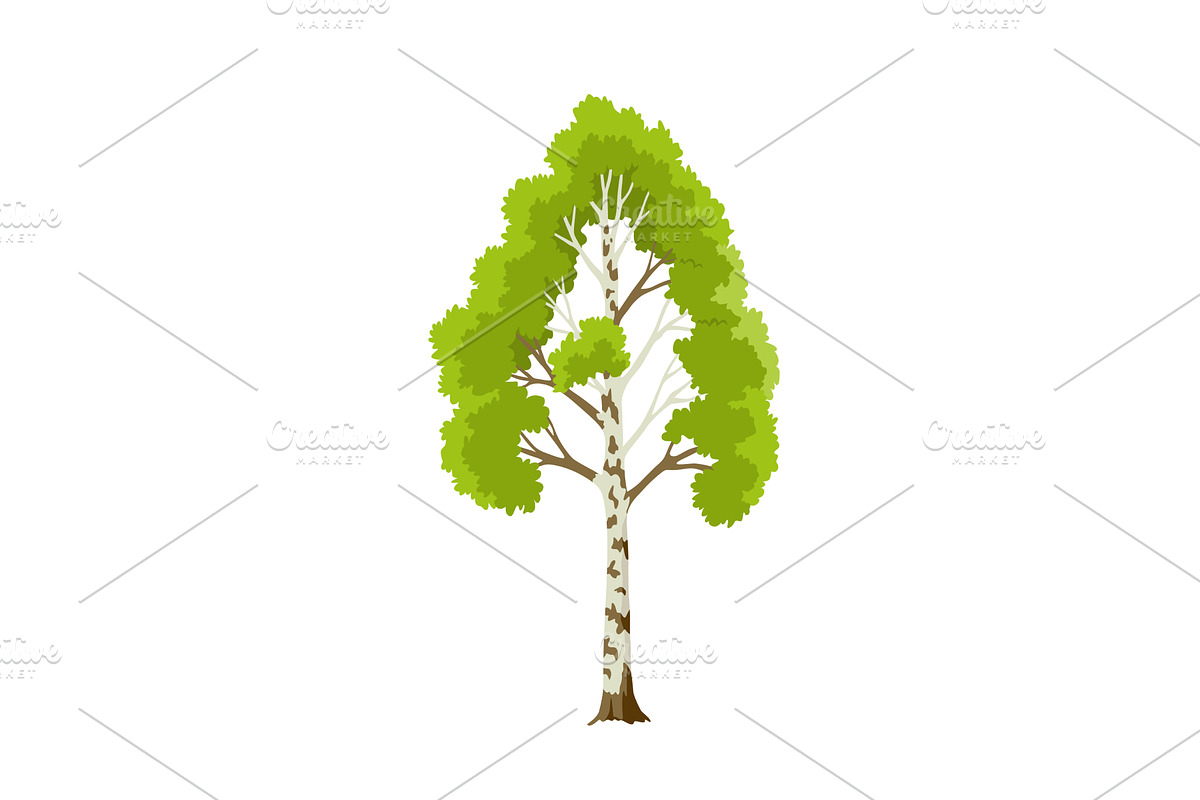Kind of tree icon, birch, an Object Illustration by Things for designers