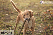 Autumn Lightroom Preset, an Action Add-On by The Bell Sisters (Thumbnail 6 of 7)