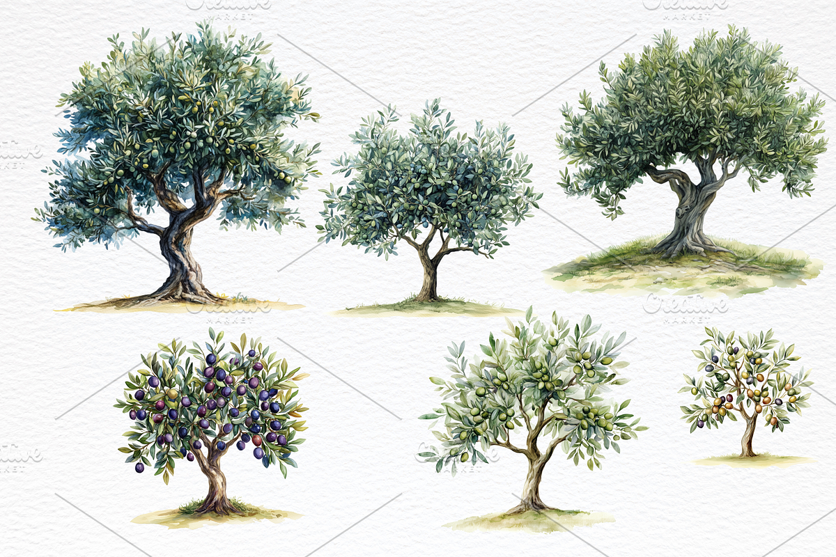 Olive Watercolor Clipart, a Food Illustration by Douce Créativité (Photo 2 of 6)