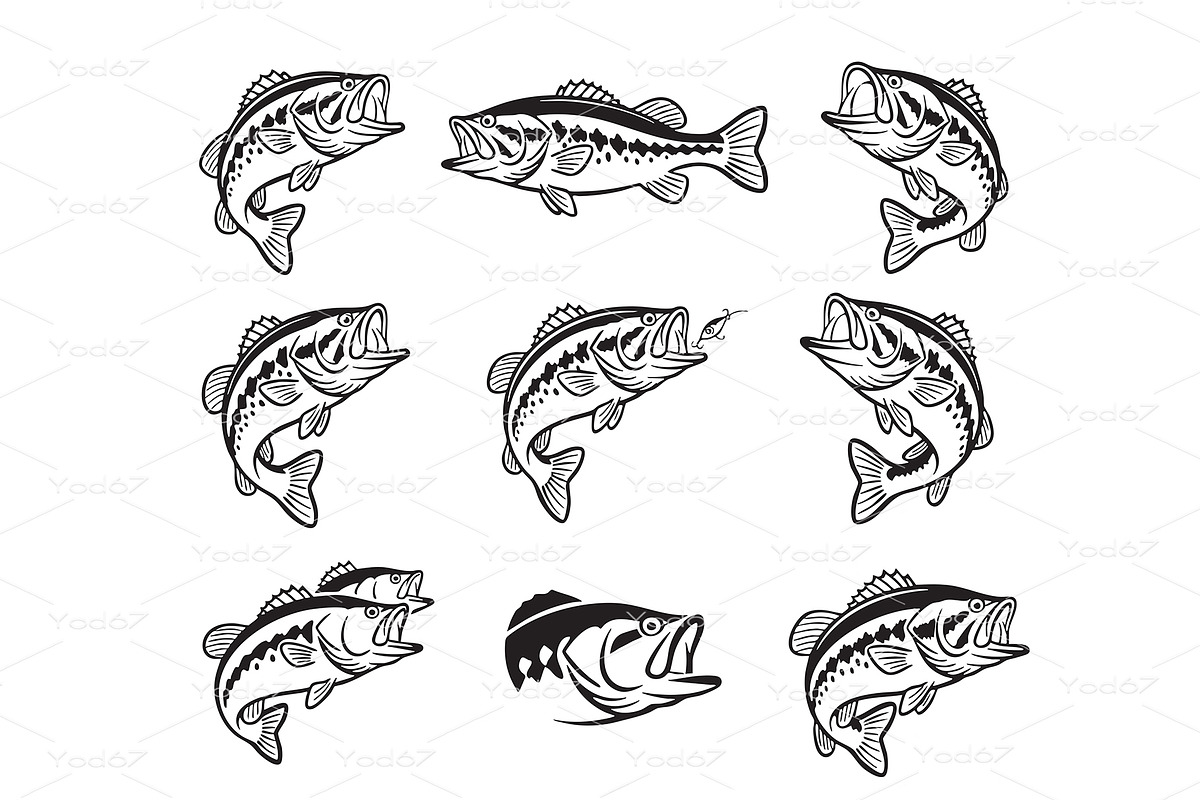 Bold bass fish vector illustrations, an Animal Illustration by yod67