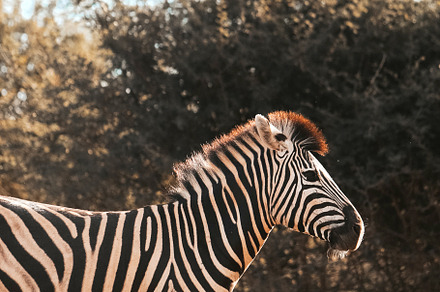 African zebra, an Animal Photo by Kzara Visual Concepts