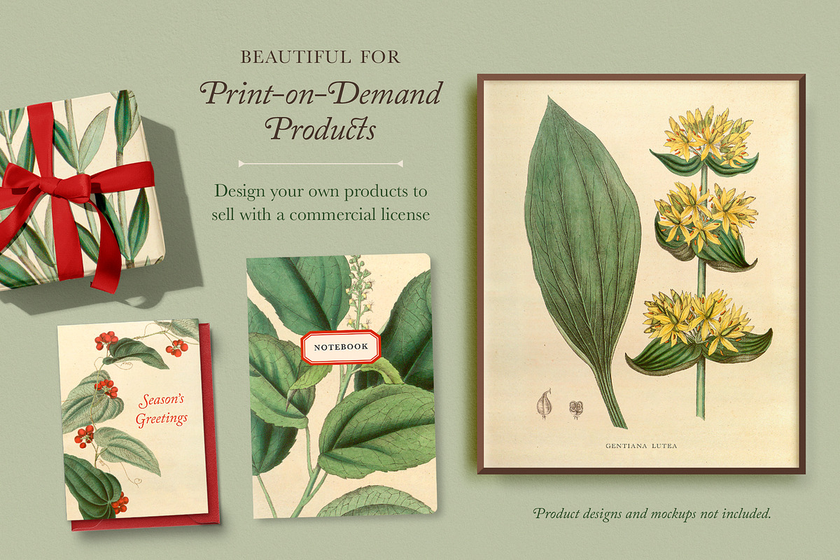 25 Medicinal Botany Prints, a Decorative Illustration by The Object Atlas (Photo 5 of 6)