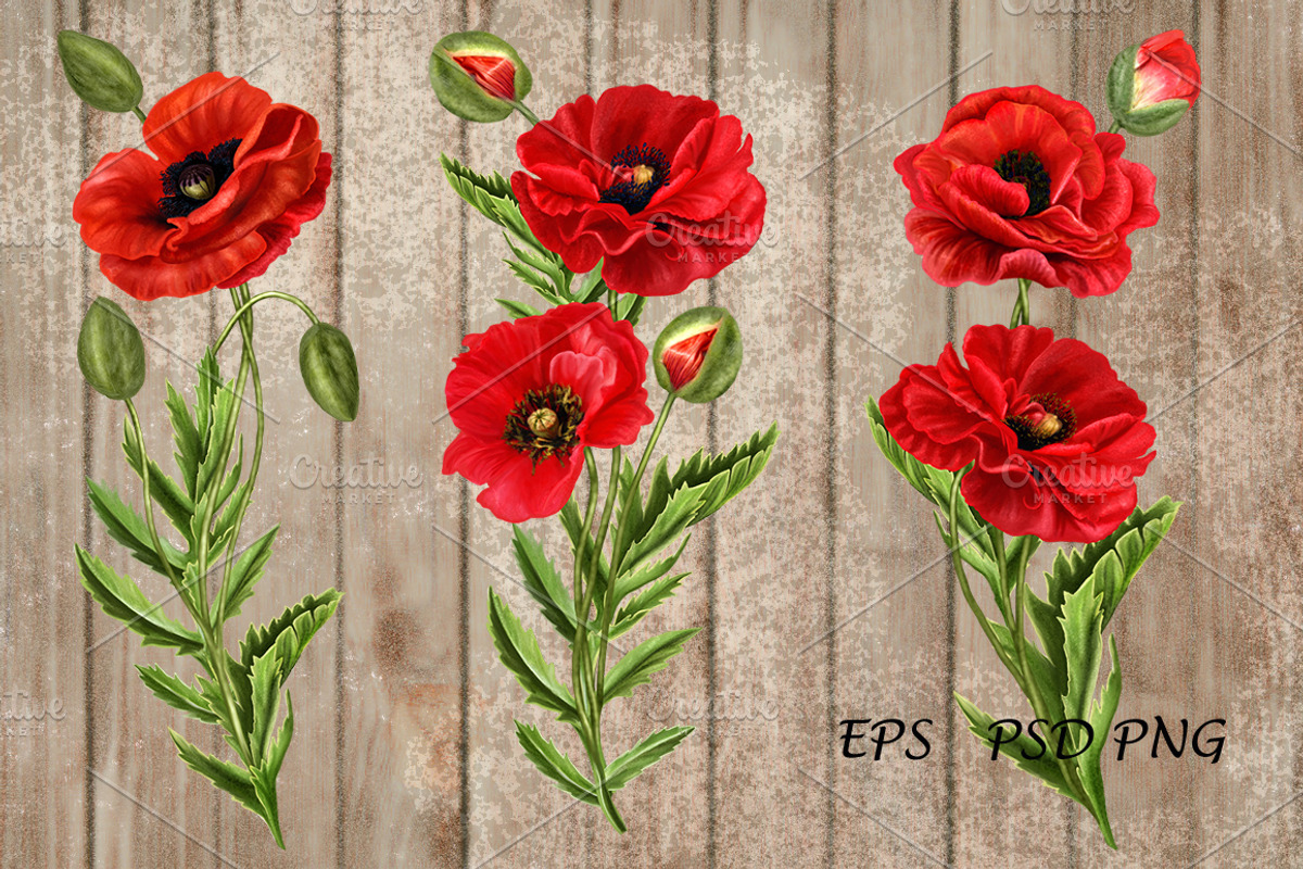 Set. Red poppies, an Illustration by SokolovaSv (Photo 2 of 4)