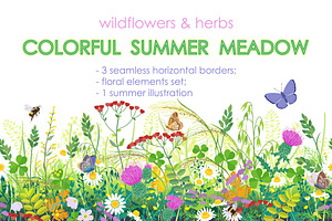 Summer Meadow Plants And Insects