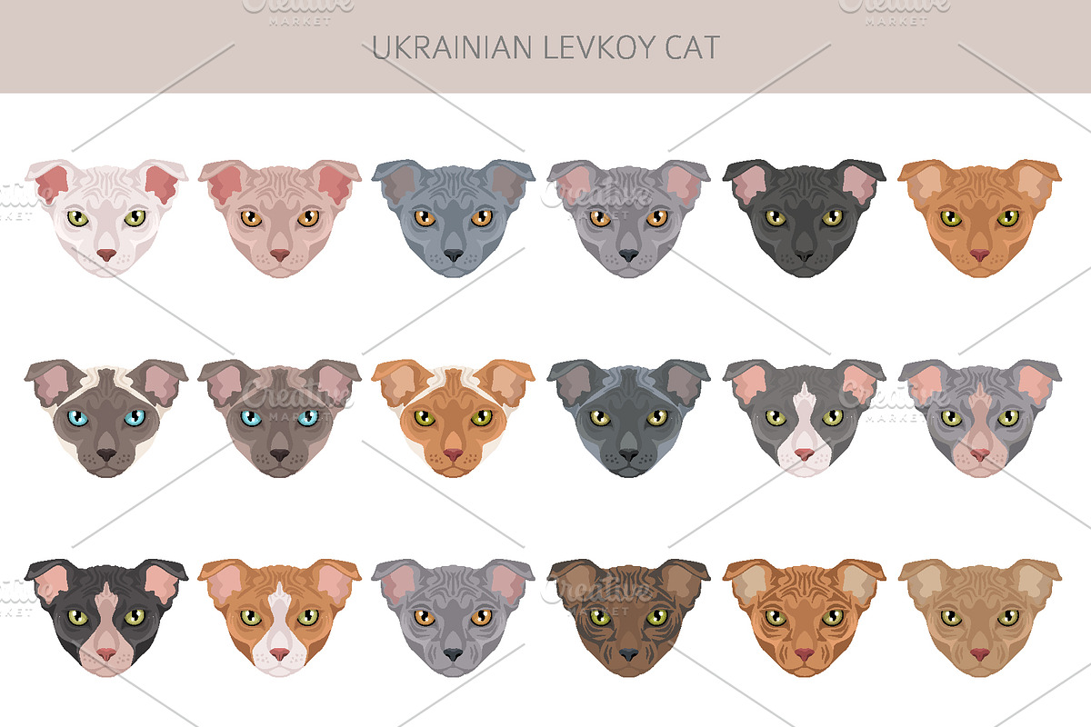 Ukrainian Levkoy cat clip art, an Animal Illustration by pet design shop (Photo 4 of 5)