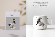 Birds Watercolor Painted Set, an Animal Illustration by AnitaPol (Thumbnail 12 of 18)