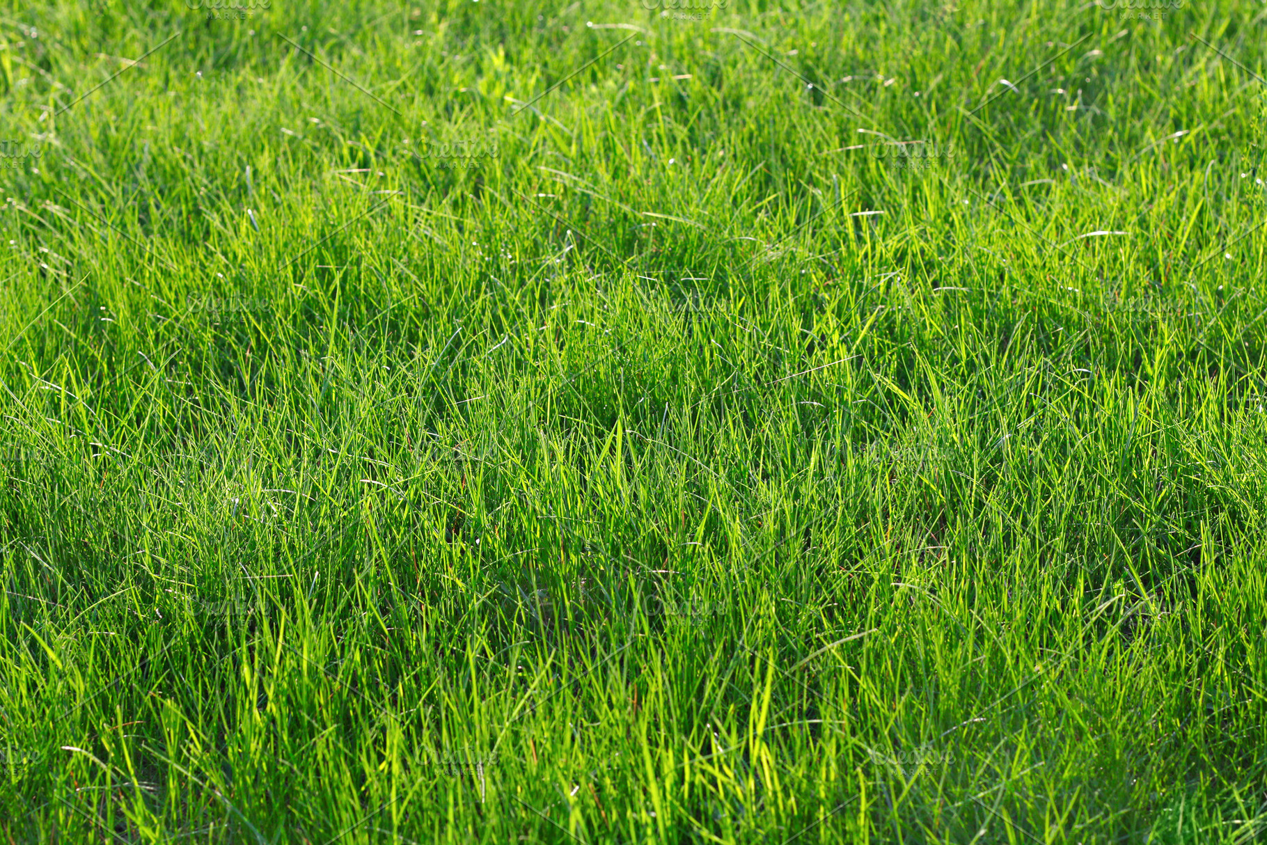 Green grass, a Photo by saiko3p