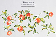 Watercolor tangerines, an Illustration by LiliaUdod (Thumbnail 3 of 7)